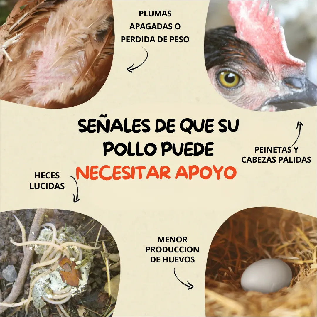 Desparasitante + Multivitamínico Natural para Aves de Corral – 500g Evita enfermedades y Acelera tu producción🐣🐤🐓¡Resultados desde los primeros días!✅