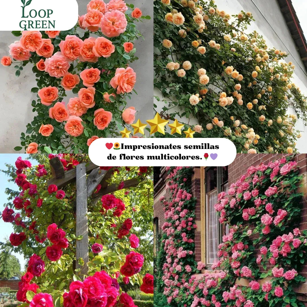 Semillas de Flores Petalis ™