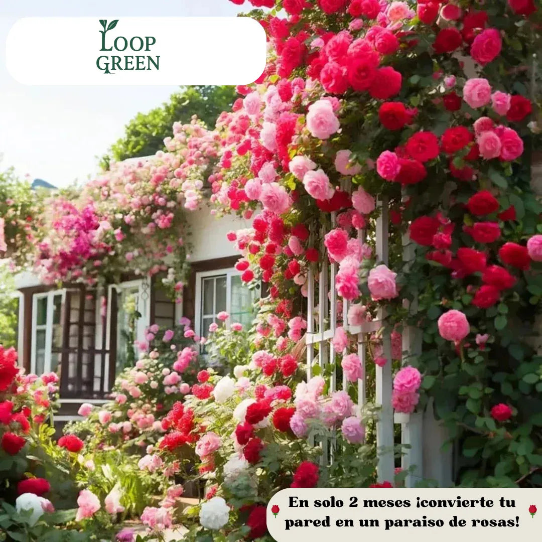 Semillas de Flores Petalis ™