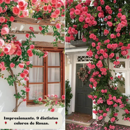 Semillas de Flores Petalis ™