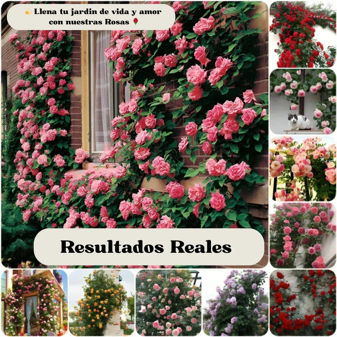 Semillas de Flores Petalis ™
