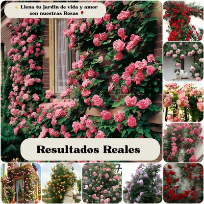 Semillas de Flores Petalis ™