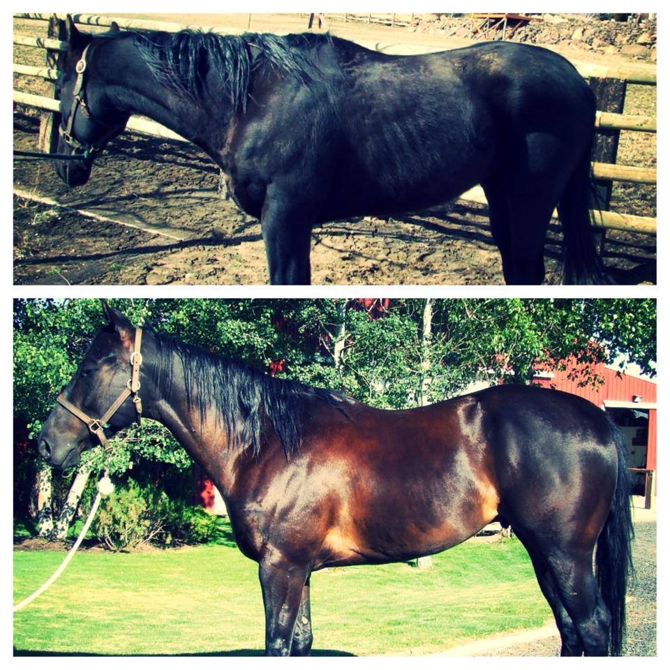 Suplemento para caballos 4 en 1 🐴  1 KG