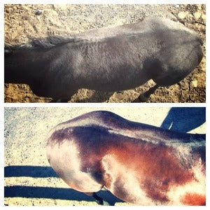 Suplemento para caballos 4 en 1 🐴  1 KG